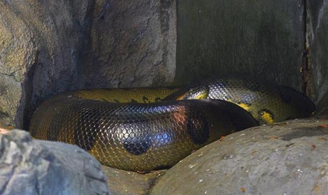 Самая большая змея в мире