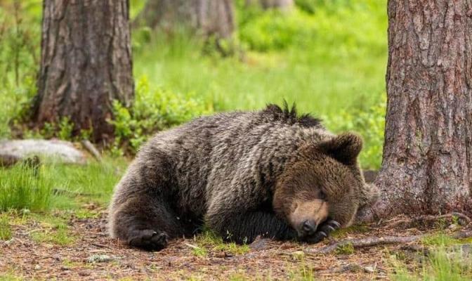 Jakie sny zwiastują niedźwiedzie - interpretacja różnych snów według kilku książek o snach
