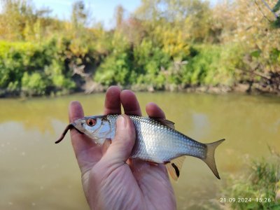 Колываны.